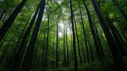 Green Forest Trail with Sunlight and Tall Trees