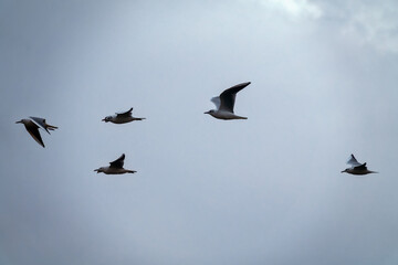 A mixed flock of seagulls flies along the Gulf of Oman in winter - slender-billed gull (Chroicocephalus genei, Larus genei)