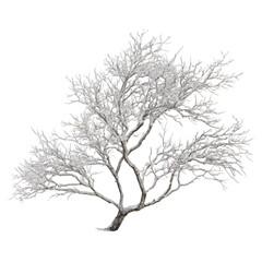 A stunning winter scene showcasing a snow-covered tree with intricate branches on a transparent background.