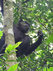 Schimpanse bei der Nahrungssuche in Uganda