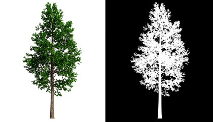 Green tree with alpha channel