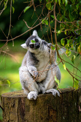 ring tailed lemur eating vegetables 