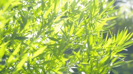 Fototapeta premium Lush Green Foliage Illuminated by Sunlight