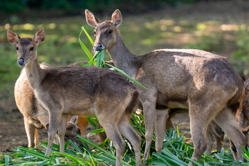young deer in the park