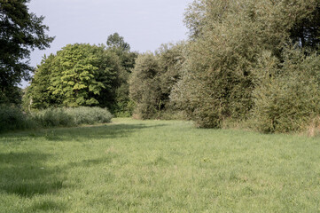 Green meadow leading into lush forest on sunny summer day