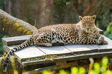 leopard resting on the tree