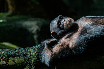 A close-up image of a chimpanzee lying leisurely on a log in sunlight, showing its relaxed demeanor and natural surroundings.