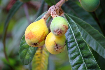 熟れた植物の実