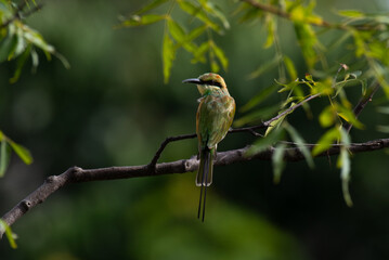 A solitary Green bee eater bird perched on a dry tree branch against a lush green background.