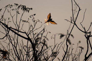 A stunning silhouette of a bee eater mid flight with wings glowing in warm sunlight with bare tree...