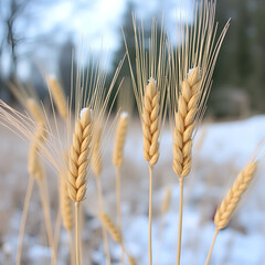 Weizen,  Winterweizen,  Triticum aestivum