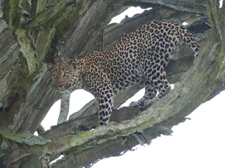 Leopardendame auf dem Baum
