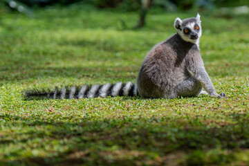 lemur on the grass