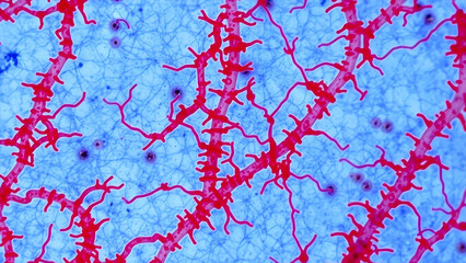 Mycobacterium tuberculosis
Acid-fast stained TB bacilli (red rods),
cord-like growth patterns against blue tissue,
caseous necrosis texture in background.