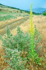 Wool mullein (Verbascum thapsiforme) and Biebersteinii viper's bugloss (Echium italicum, Echium biebersteinii). Crimean Mountains. Dry subtropics