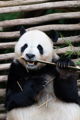 Obraz premium giant panda eating bamboo