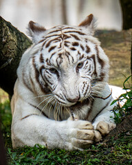 white bengal tiger
