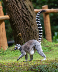 lemur on tree