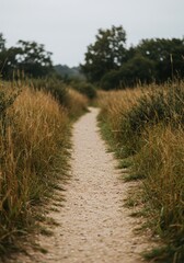 Fototapeta premium Sandy Path Leads Through Golden Meadow