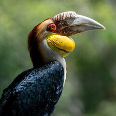 close up of a hornbill