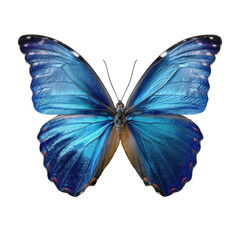 Obraz premium Vibrant blue butterfly with iridescent wings displayed on a white background showcasing its delicate beauty