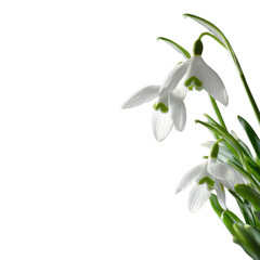 Obraz premium Snowdrop flowers bloom in early spring showcasing delicate white petals and green accents