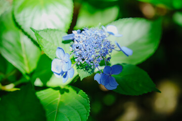 柳谷観音楊谷寺の花手水