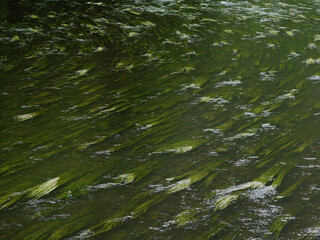 fresh green long river plants drifting in the water flow in a bend