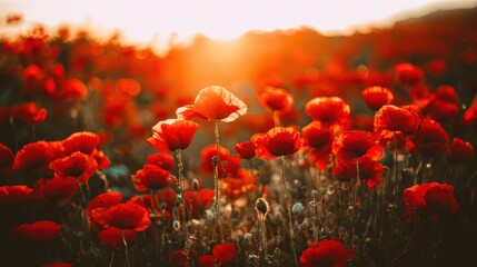 Obraz premium Vibrant red poppies glowing under the golden light of a sunset.