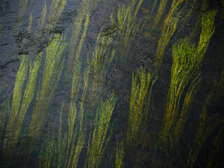 fresh green long river plants drifting in the water flow from above