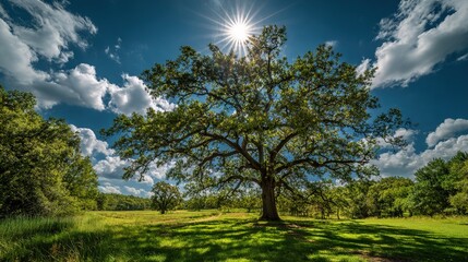 Fototapeta premium landscape with trees and blue sky