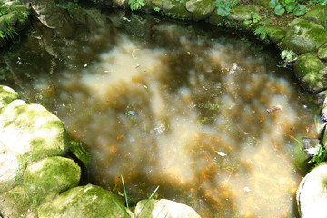 柳谷観音楊谷寺の花手水