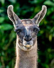 Fototapeta premium close up of a llama