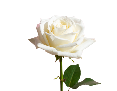 Modern Minimal Daisy Floral Repeat Pattern in Monochrome Style, isolated on transparent background - Powered by Adobe