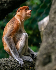 A contemplative primate perched on a tree branch in a lush green forest setting, surrounded by natural beauty