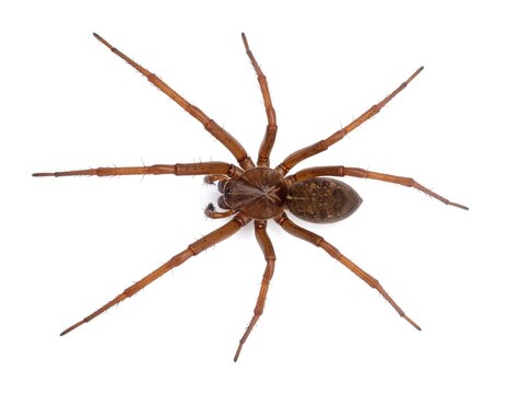 High-angle, full shot of a spider.  Brown spider with long legs,  isolated on white