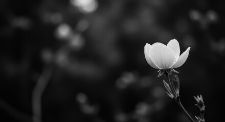 Solitary White Blossom Against Dark Backdrop