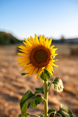 Campo de girasoles al sol