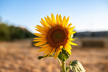 Campo de girasoles al sol
