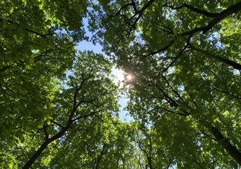 Lush Green Canopy with Sunlight Filtering Through Trees