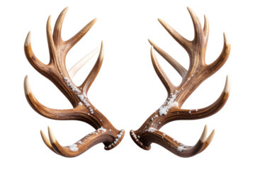 Snow-Dusted Real Reindeer Antlers