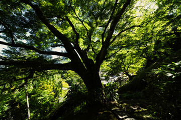 京都の善峯寺の風景