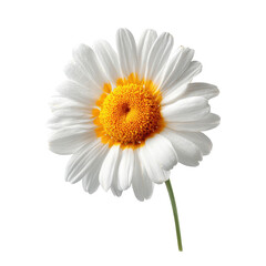 Beautiful daisy flower with white petals and vibrant yellow center captured in a bright setting