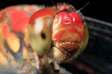 【トンボの顏】 © Tetsuya Mitai