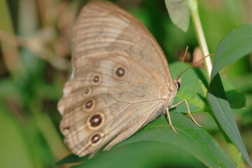 【ヒカゲチョウ】