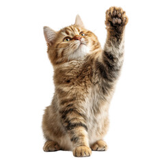 Obraz premium Cute fluffy cat reaching up with its paw indoors during bright daylight hours in a playful gesture