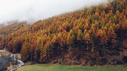 Aerial view of colorful mountain forest in autumn, flowing river and misty slopes.