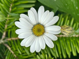white African daisy flower