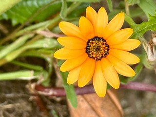 African daidy flower in the garden