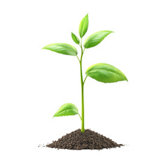 Young green plant seedling with fresh leaves growing from soil mound, realistic botanical growth concept illustration for ecology, gardening and sustainability design isolated on Transparent